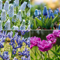 Løglasagne 'Midnight Blue'