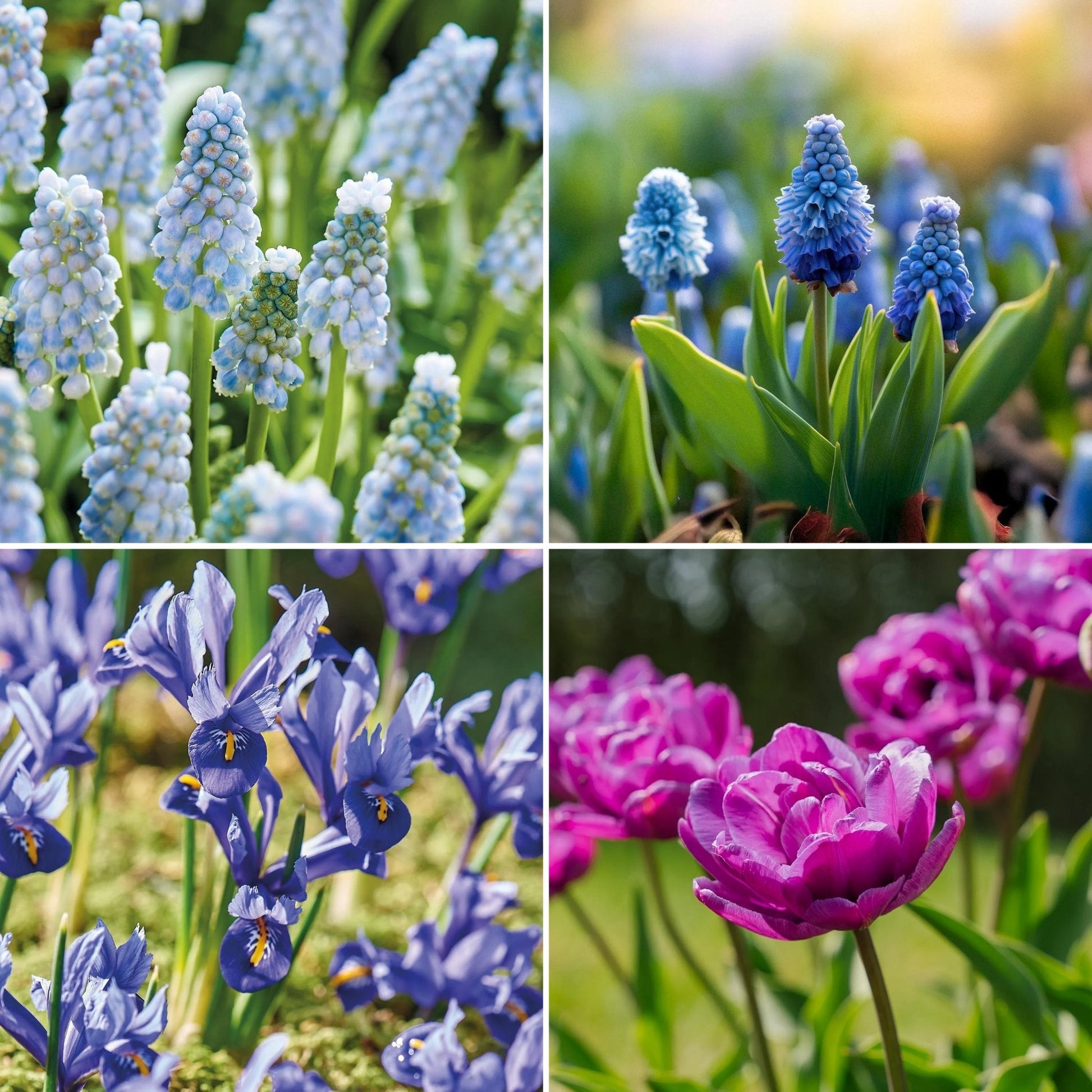 Løglasagne 'Midnight Blue'