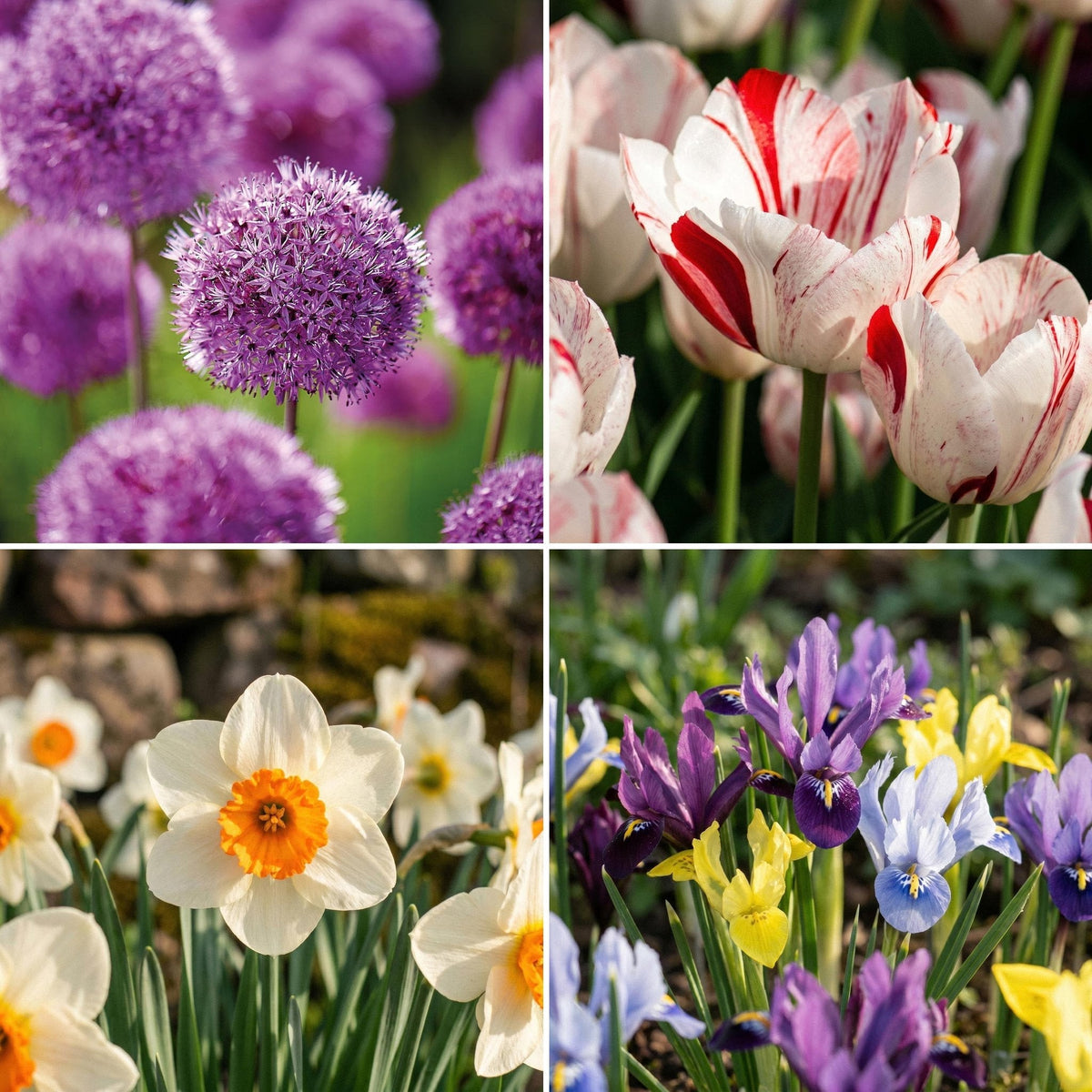 Løglasagne 'Nautical Stripe'
