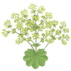 Vrouwenmantel wortelgoed / Alchemilla