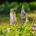 Lupinezaden 'Dwerg Lupine' - 50 biologische zaden