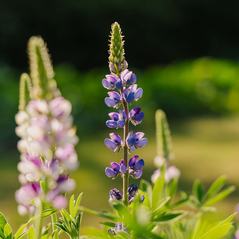 Lupinezaden 'Dwerg Lupine' - 50 biologische zaden