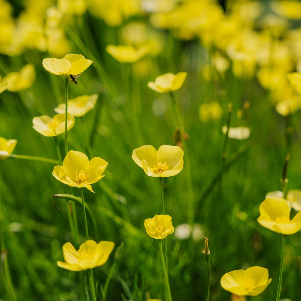 Maanzaad 'Foothill' - 100 biologische zaden