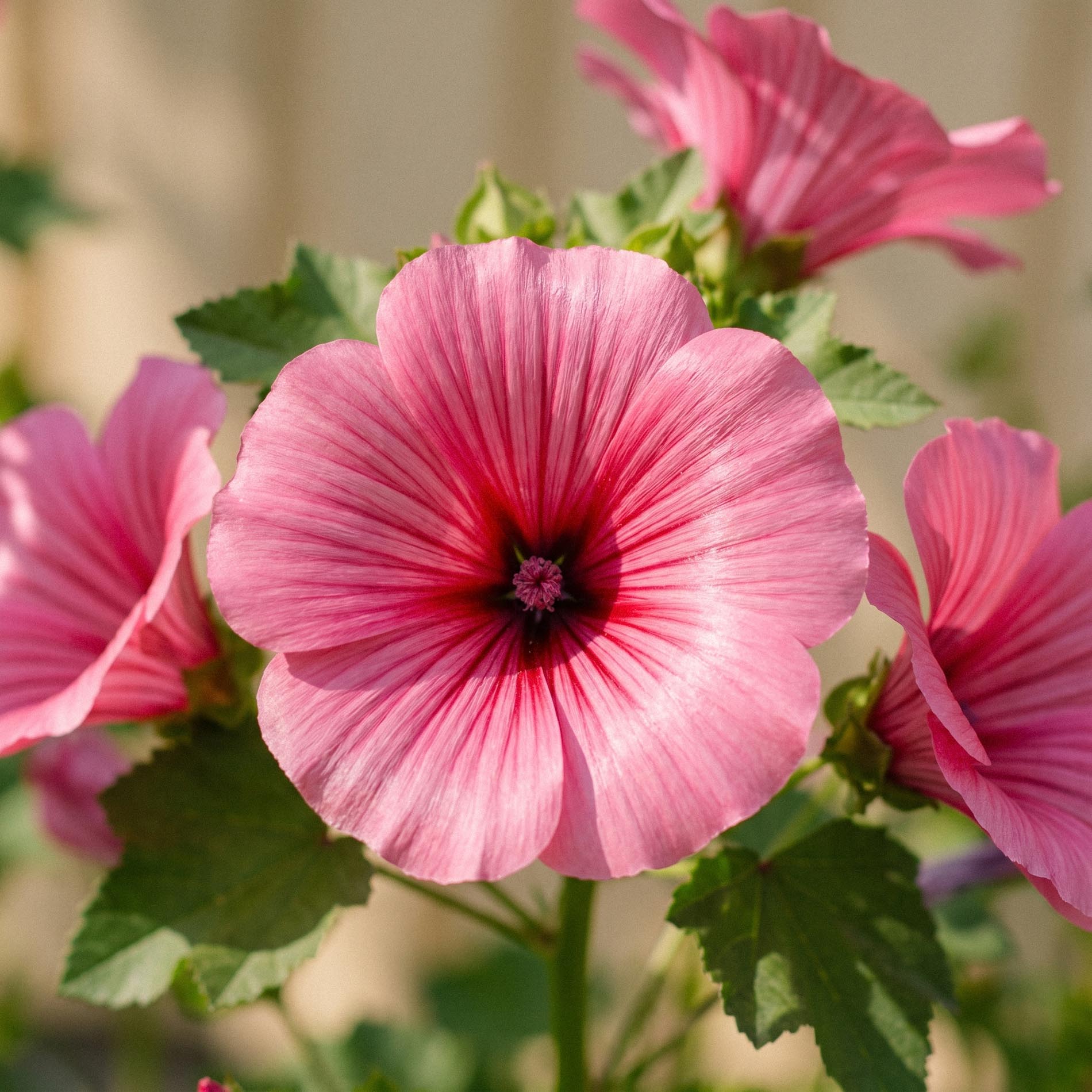 Malope zaden 'Mallow wort' - 80 biologische zaden