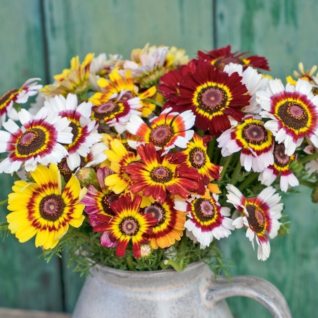 Margrietzaden 'Mix' - 250 biologische zaden