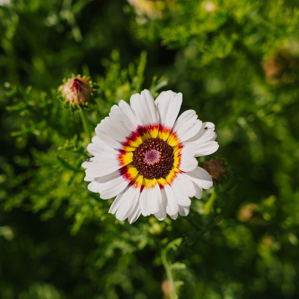 Margrietzaden 'Mix' - 250 biologische zaden