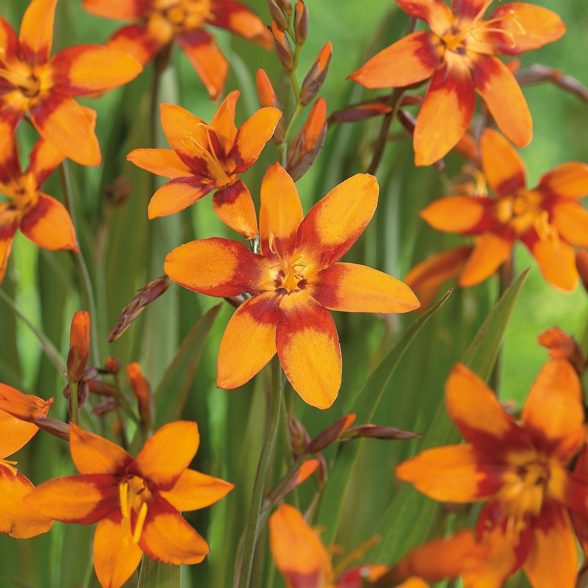 Montbretia, Crocosmia 'Emily McKenzie'