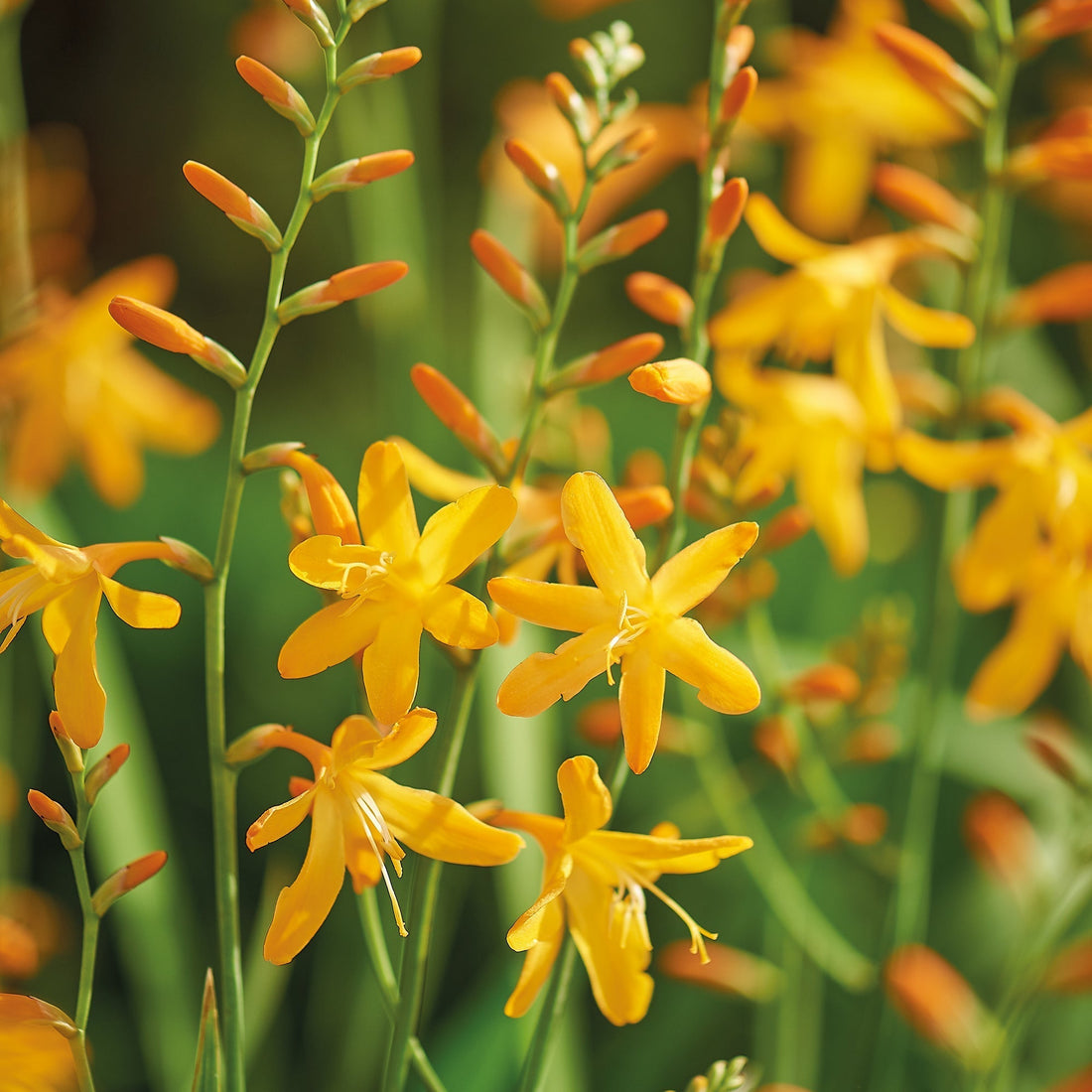 Montbretia, Crocosmia 'George Davison'