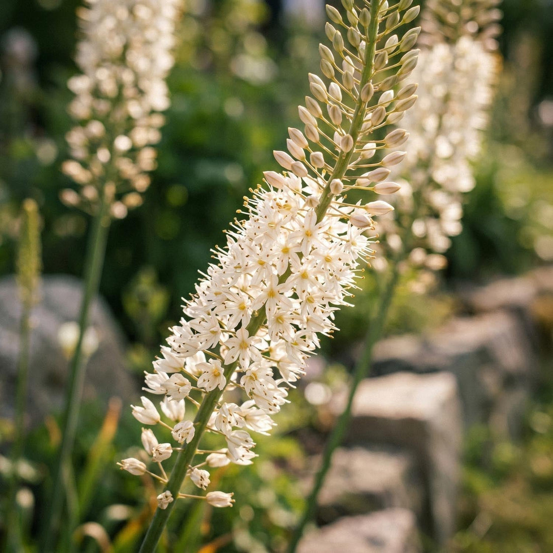 Naald van Cleopatra, Eremurus 'Himalaicus'