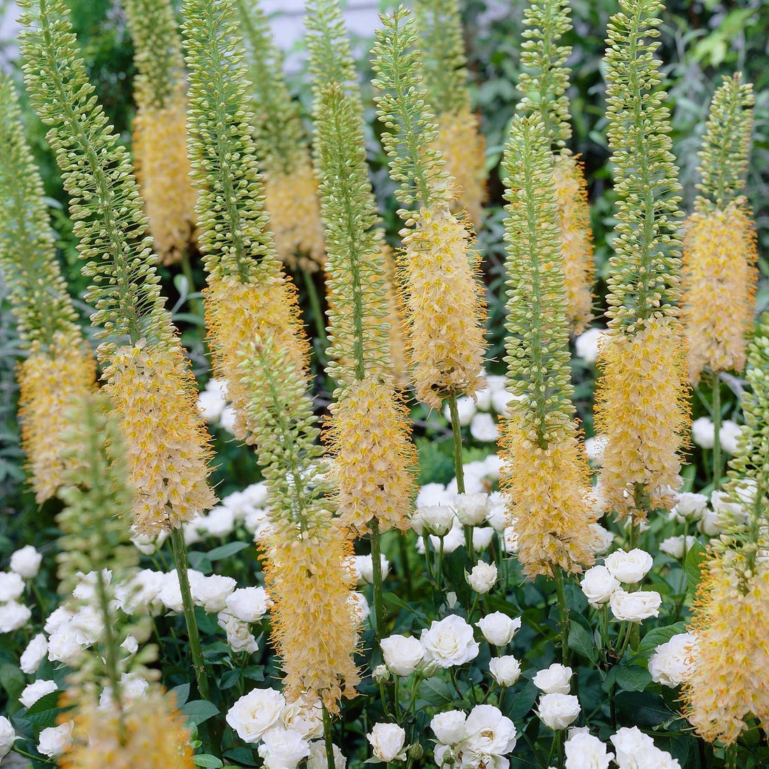 Naald van Cleopatra, Eremurus 'Romance'