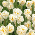 Narcis 'Bridal Crown'