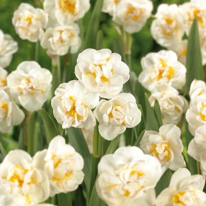 Narcis 'Bridal Crown'