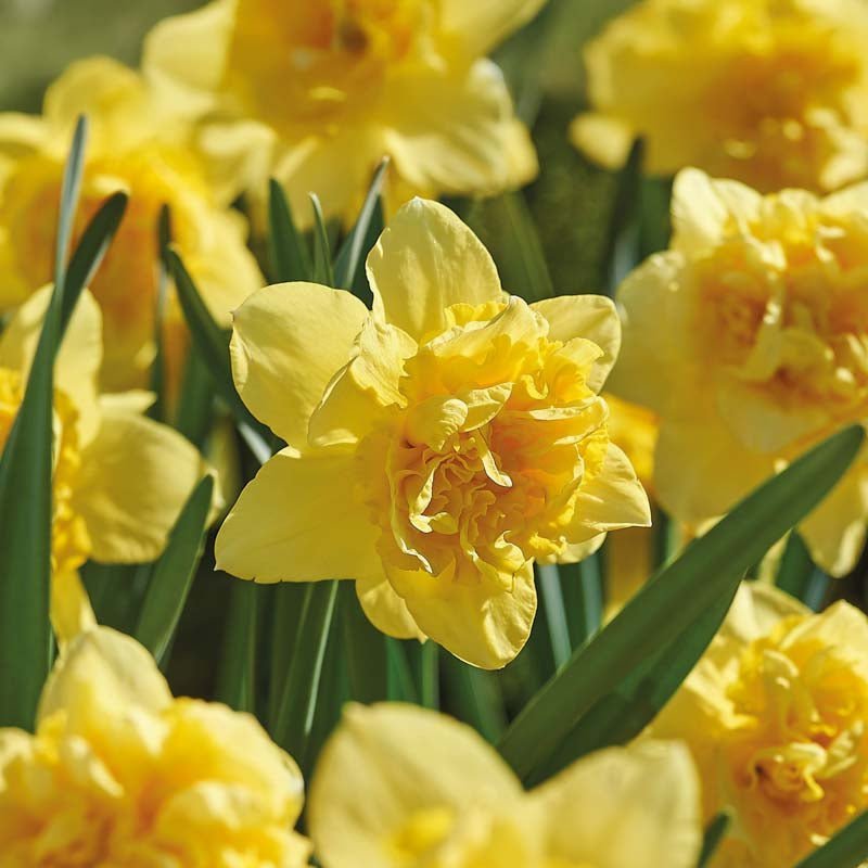 Narcis 'Dick Wilden'