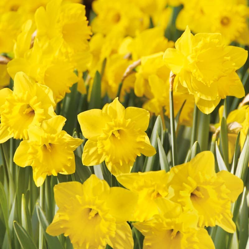 Narcis 'Dutch Master'