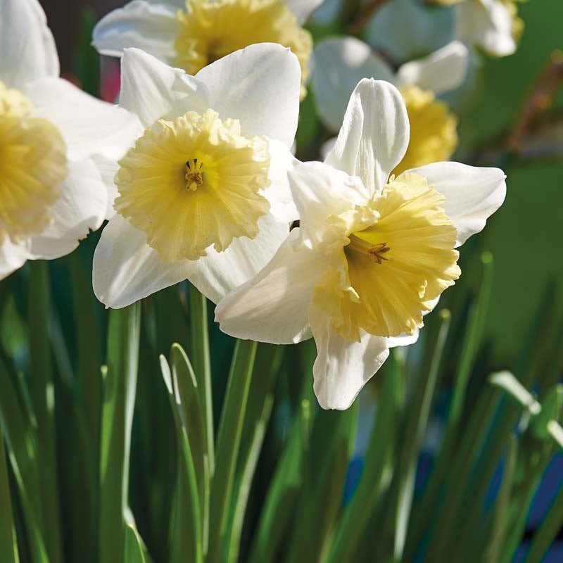 Narcis 'Ice Follies'