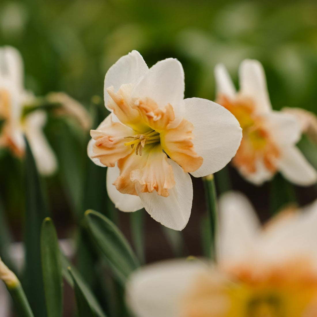 Narcis, Narcissus 'Apple Pie'