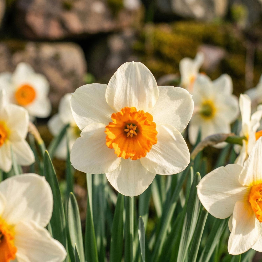 Narcis, Narcissus 'Barrett Browning'