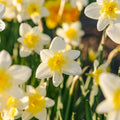 Narcis, Narcissus 'Bella Estrella'