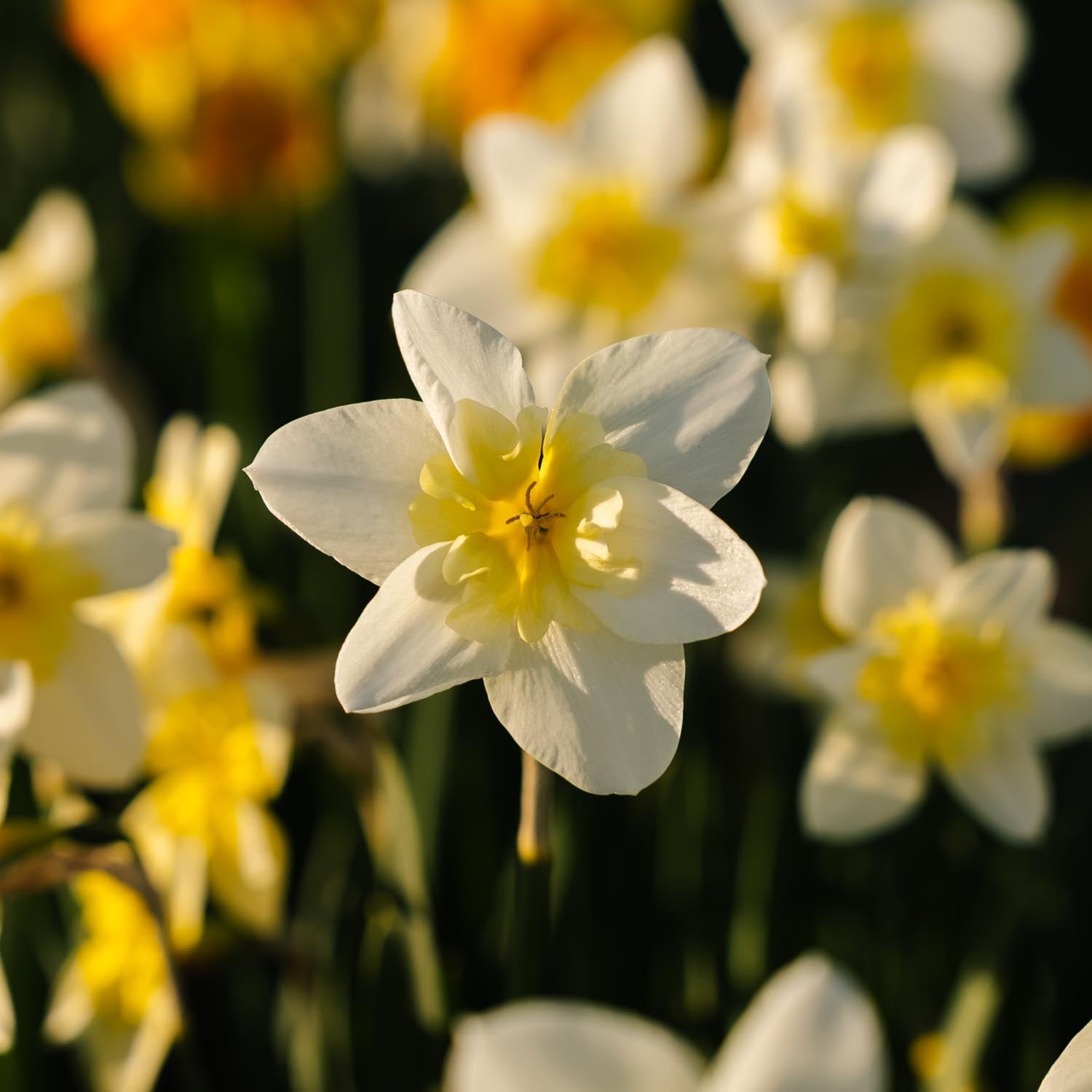 Narcis, Narcissus 'Bella Estrella'