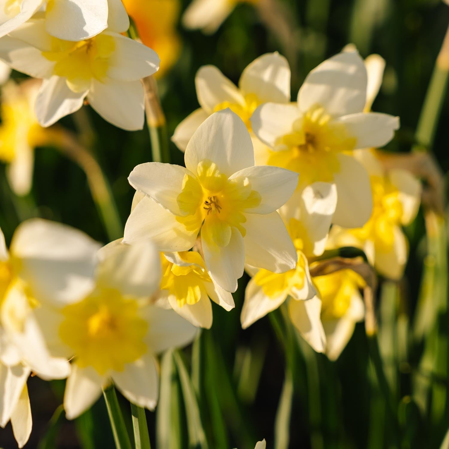 Narcis, Narcissus 'Bella Estrella'