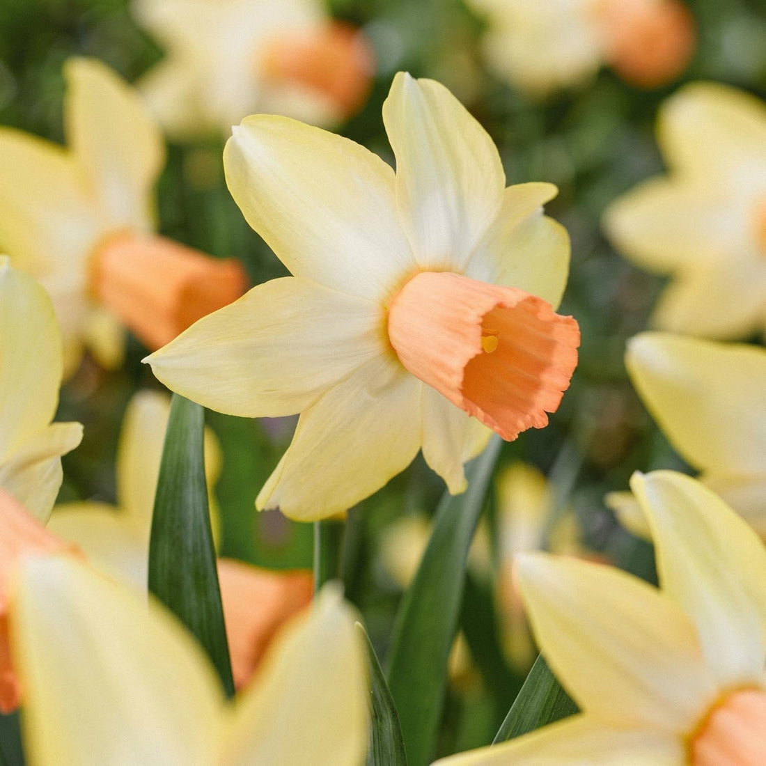 Narcis, Narcissus 'Carice'