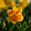 Narcis, Narcissus 'Congress'