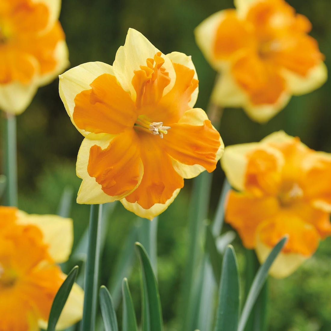 Narcis, Narcissus 'Congress'