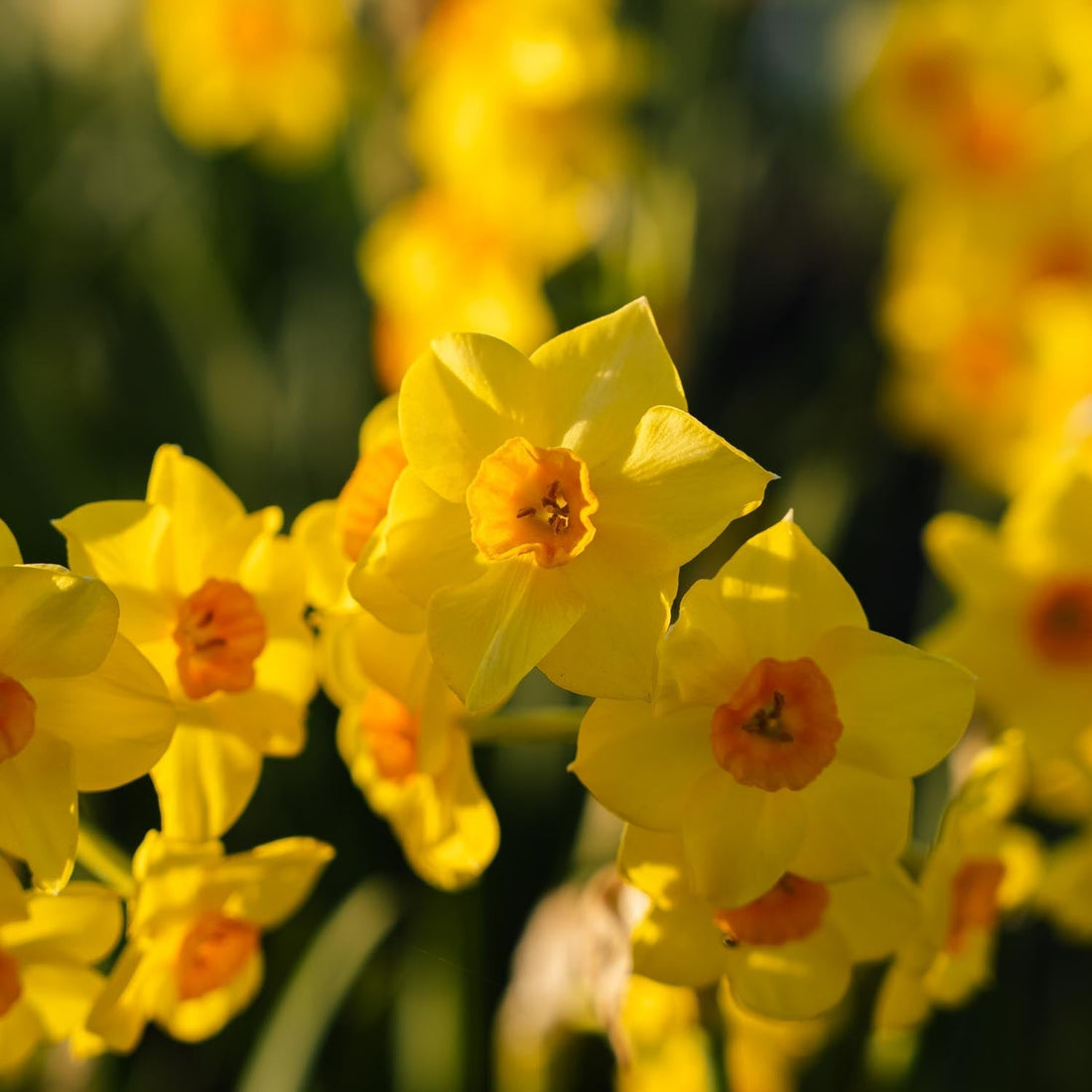 Narcis, Narcissus 'Falconet'
