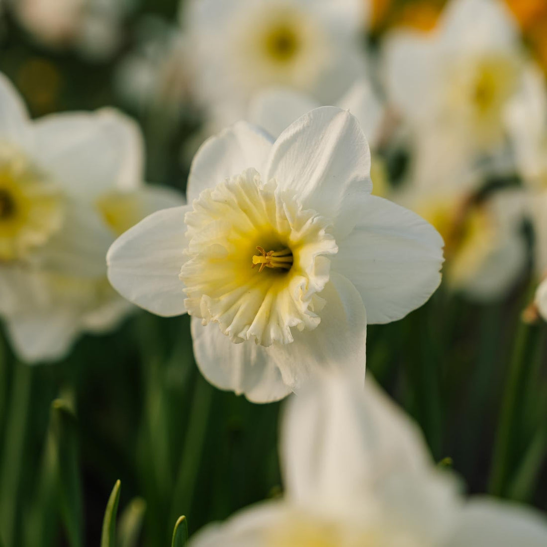 Narcis, Narcissus 'Ice Follies'