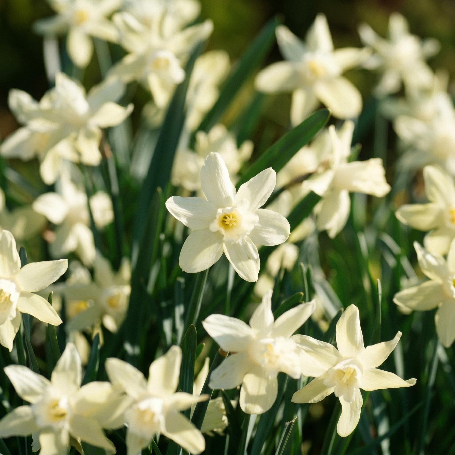 Narcis, Narcissus 'Iwona'