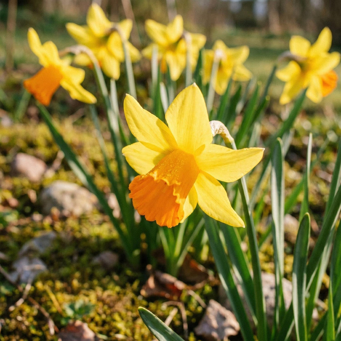 Narcis, Narcissus 'Jetfire'