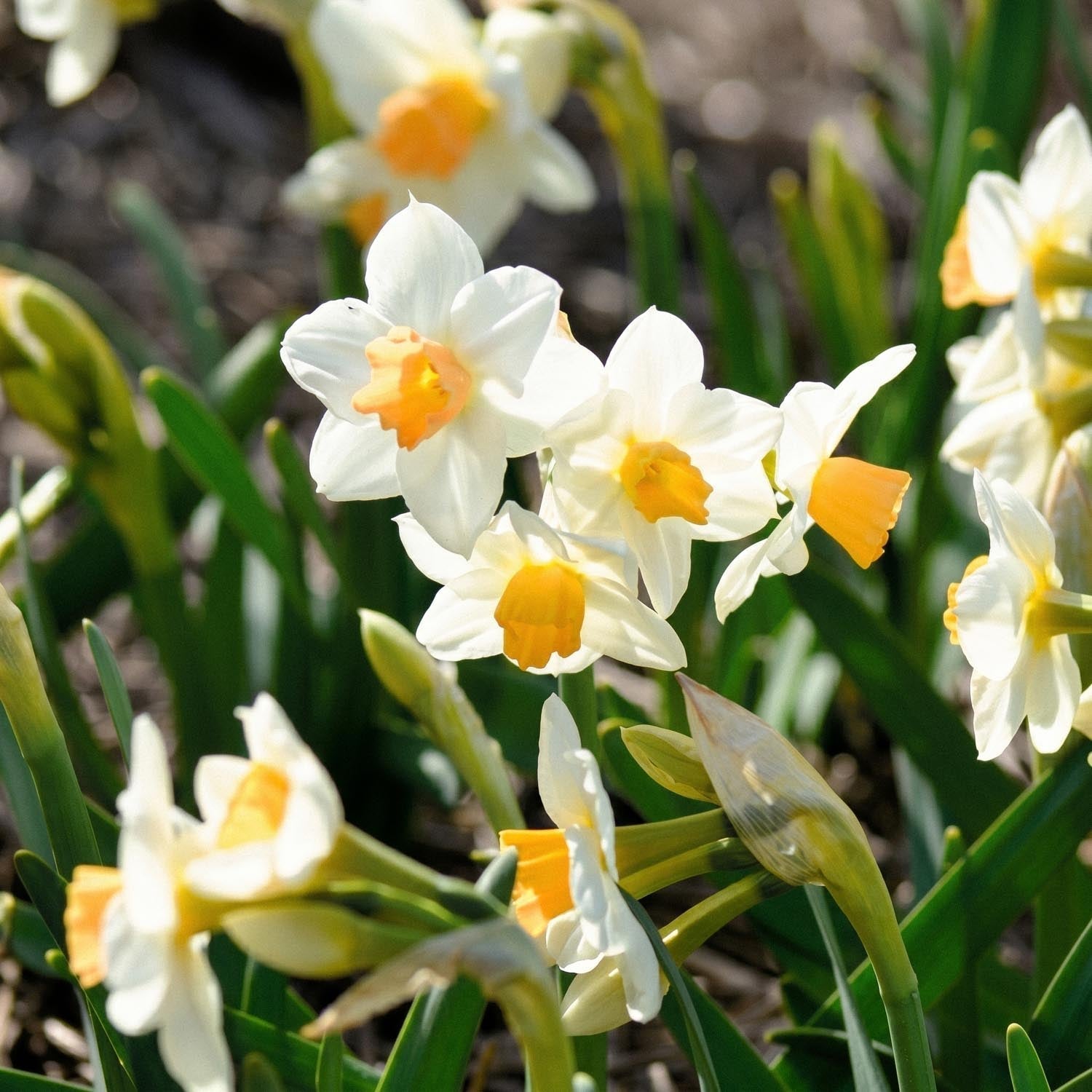 Narcis, Narcissus 'Kapiti Peach'