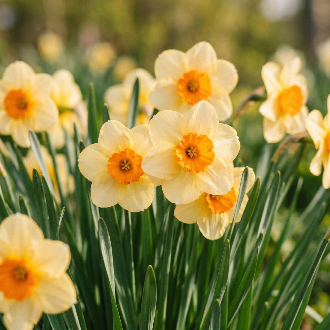 Narcis, Narcissus 'Kedron'