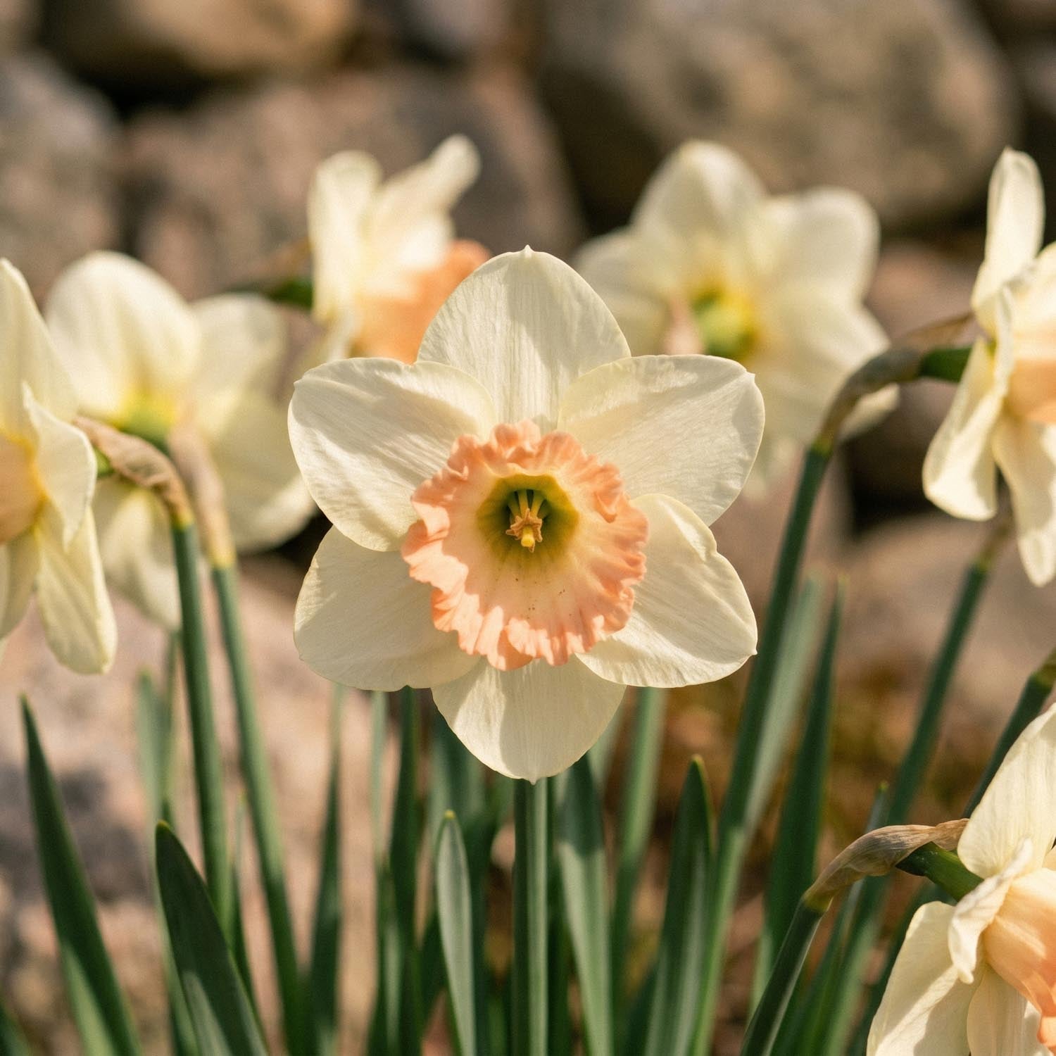 Narcis, Narcissus 'Martha Stewart'