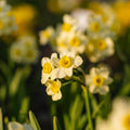 Narcis, Narcissus 'Minnow'