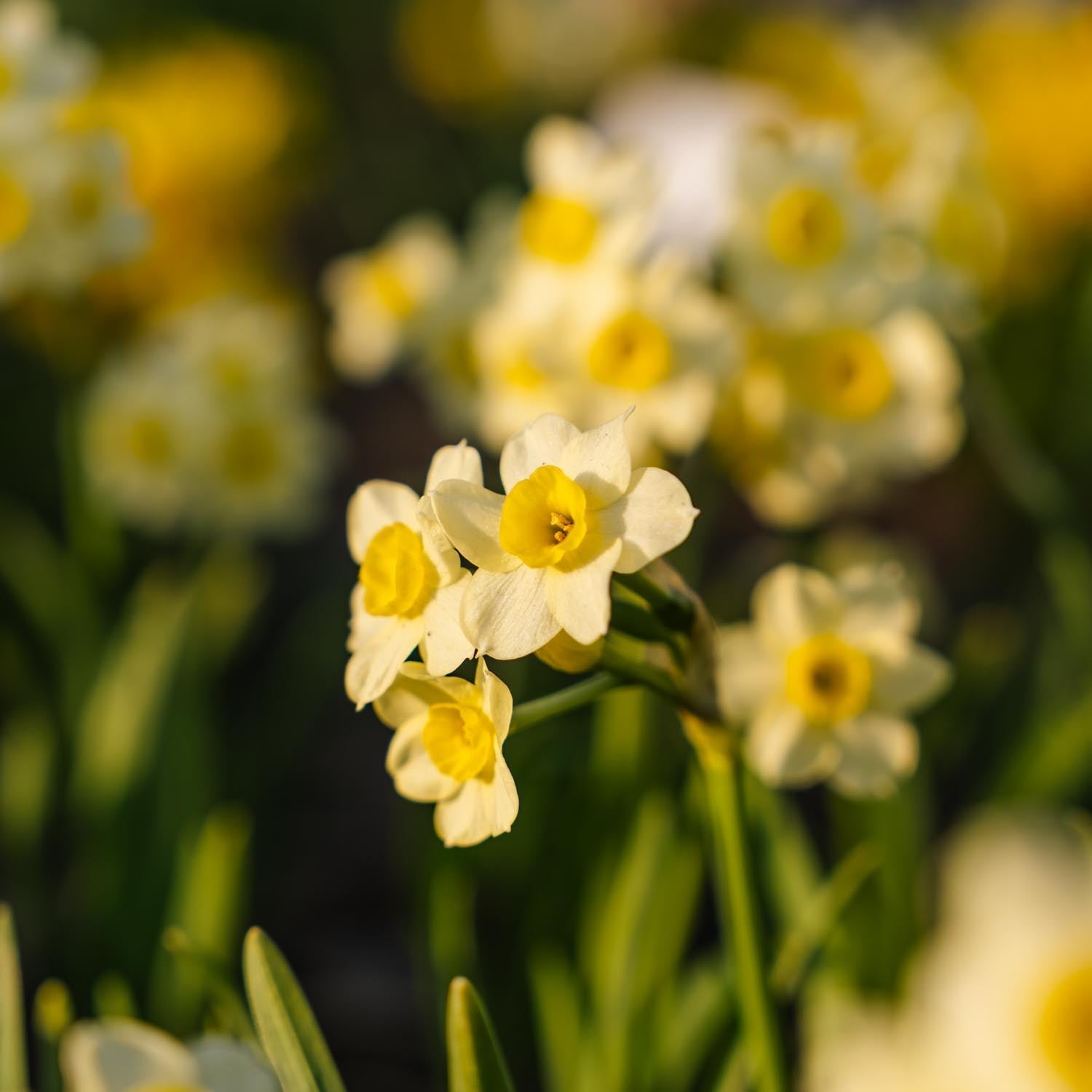 Narcis, Narcissus 'Minnow'