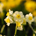 Narcis, Narcissus 'Minnow'