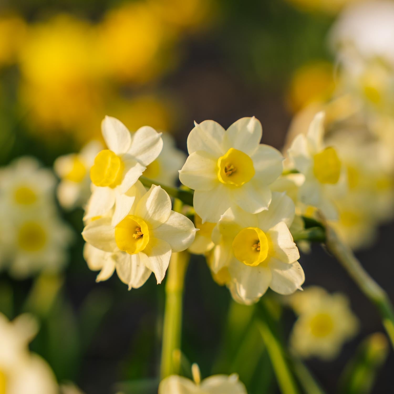 Narcis, Narcissus 'Minnow'
