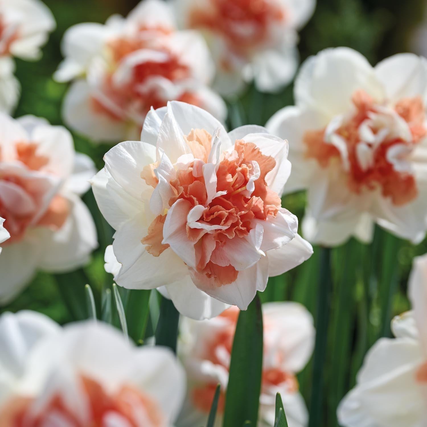 Narcis, Narcissus 'My Story'