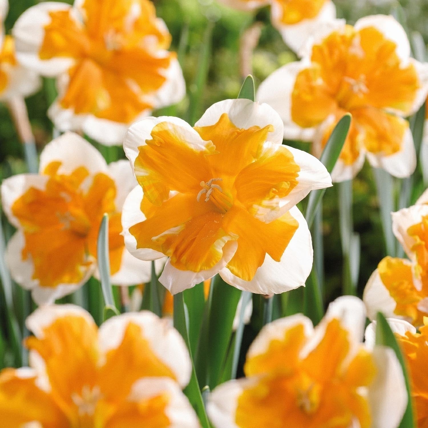 Narcis, Narcissus 'Orangery'