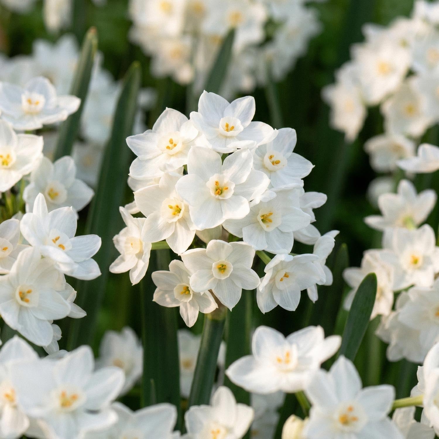 Narcis, Narcissus 'Paperwhite Ziva'