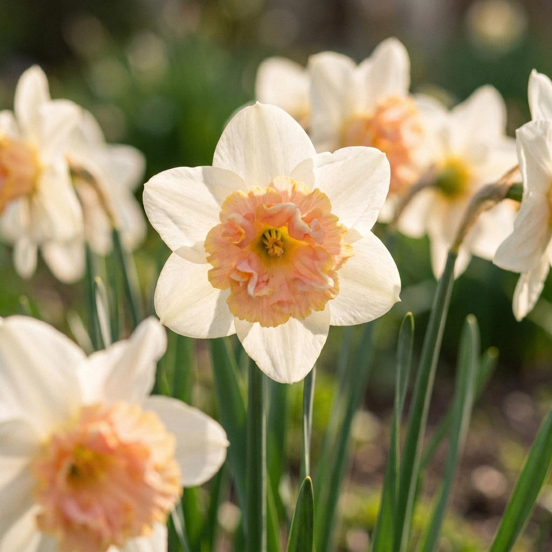Narcis, Narcissus 'Petit Four'
