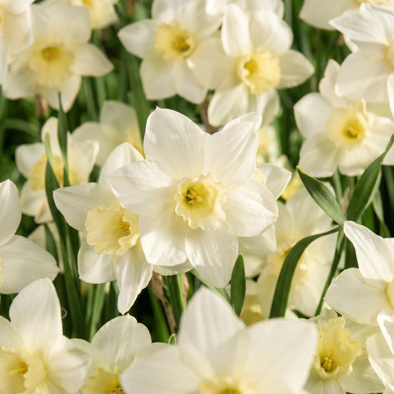 Narcis, Narcissus 'Pueblo'