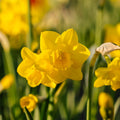 Narcis, Narcissus 'Quail'