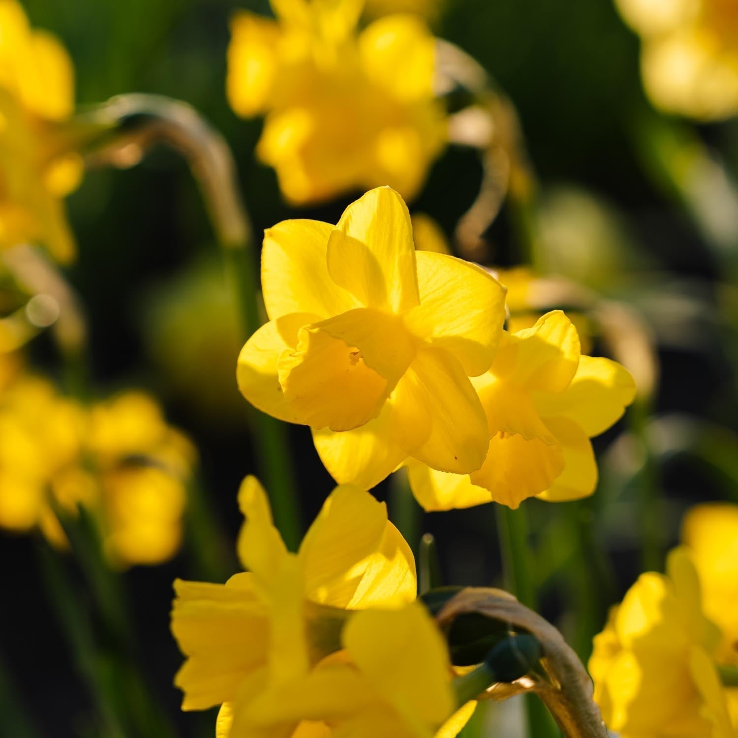 Narcis, Narcissus 'Quail'