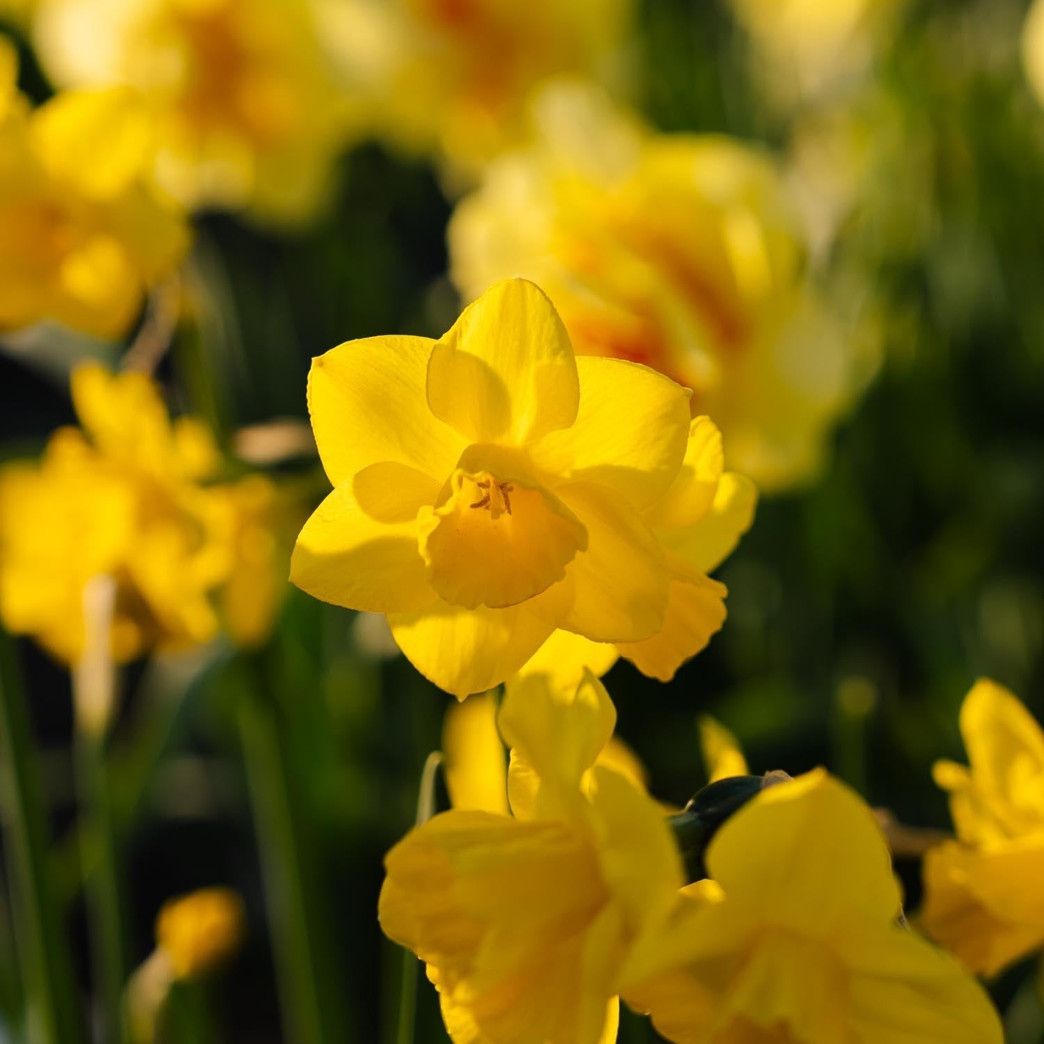 Narcis, Narcissus 'Quail'
