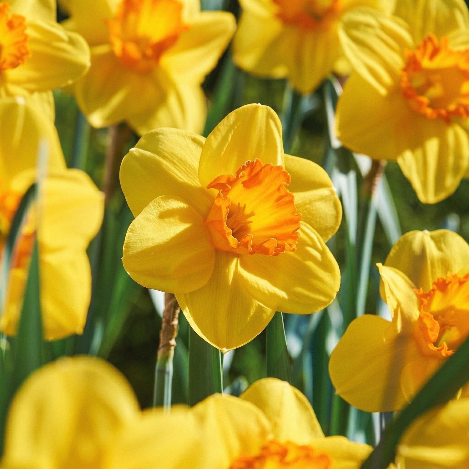 Narcis, Narcissus 'Red Devon'