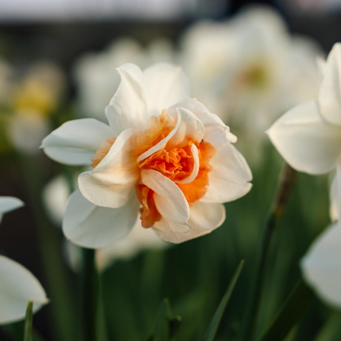 Narcis, Narcissus 'Replete'