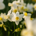 Narcis, Narcissus 'Sail Boat'