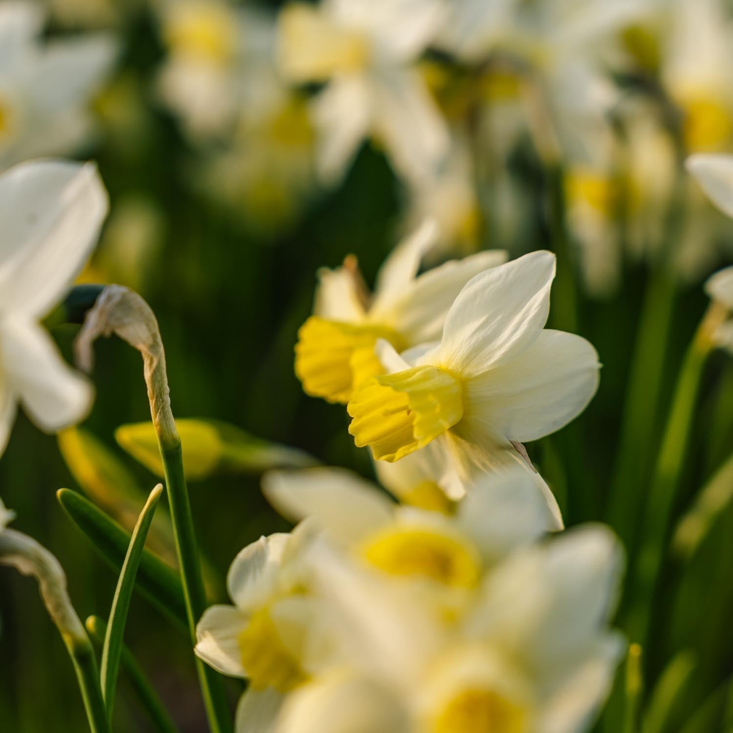 Narcis, Narcissus 'Sail Boat'